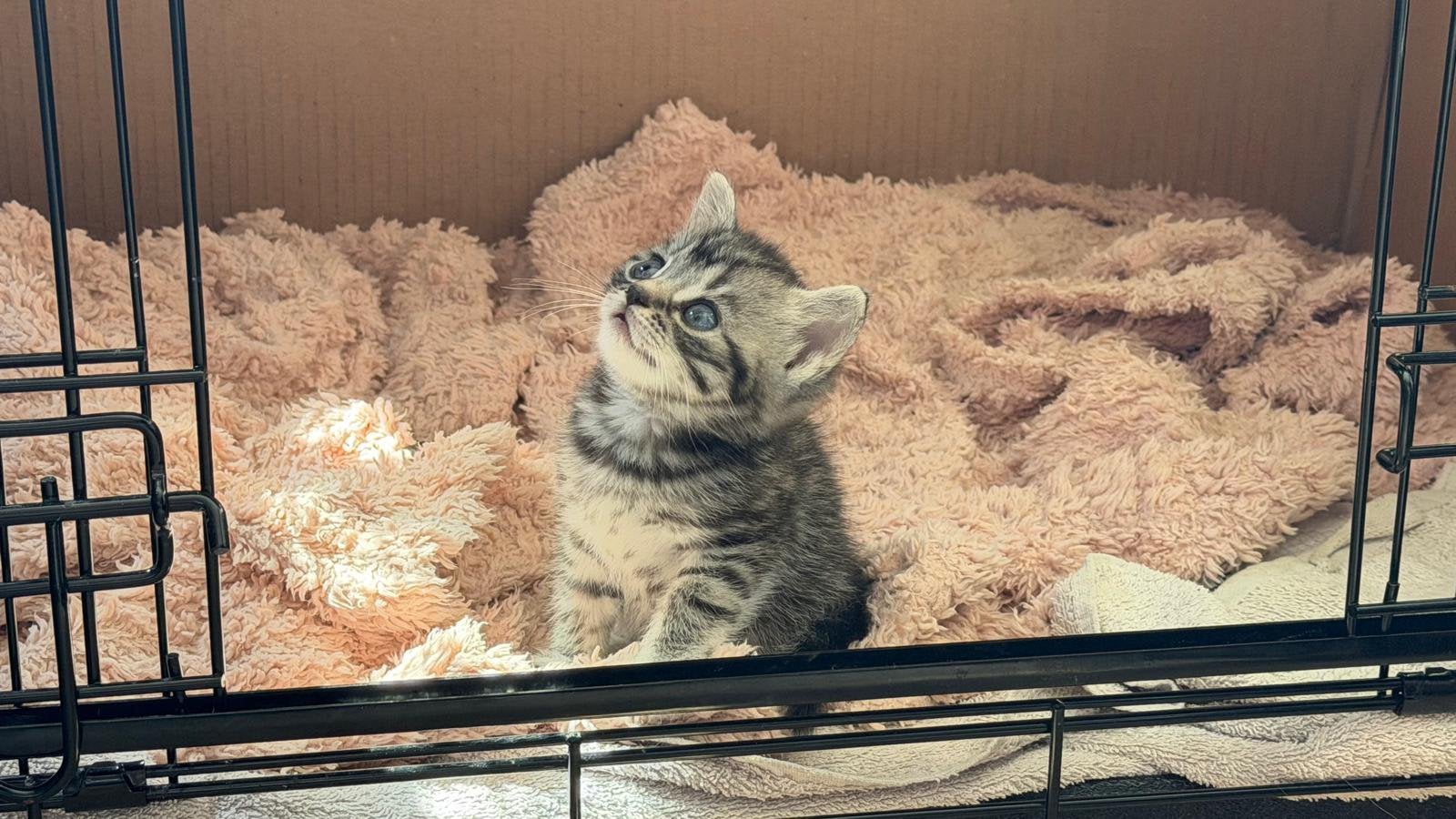 3 britse korthaar kittens, Meerdere dieren, Met stamboom