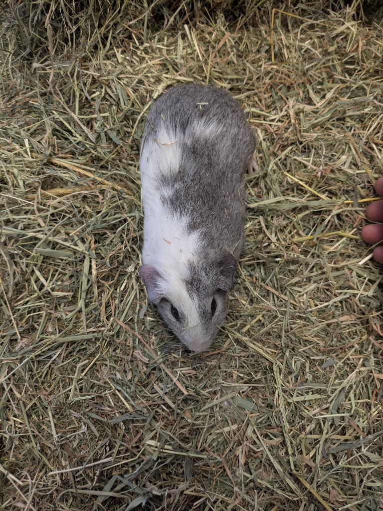Cavia beertjes, April, Mannelijk, Cavia