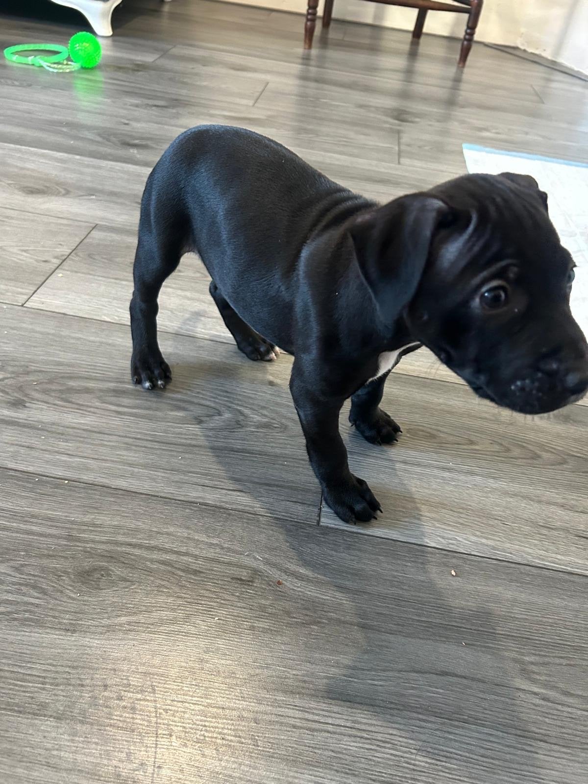Pitbull– met papieren, Parvo, Reu, 8 tot 15 weken, Eén hond