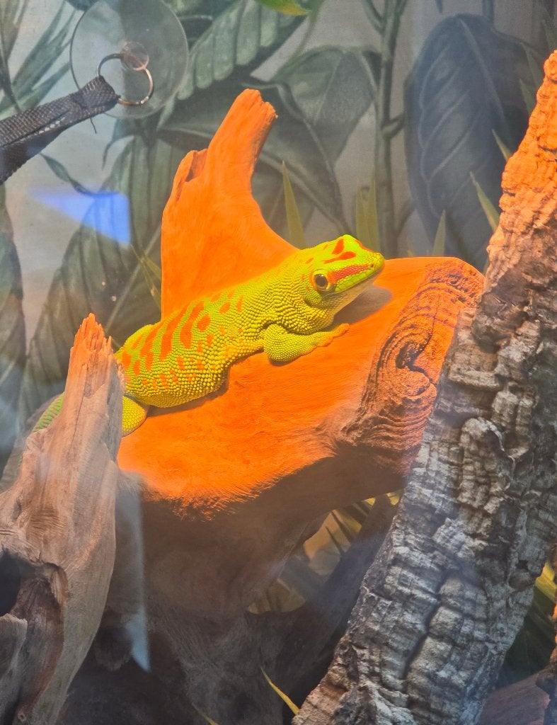 Madagaskar gekko (evt. Gratis) lees advertentie, Dieren en Toebehoren, Hagedis, 3 tot 6 jaar