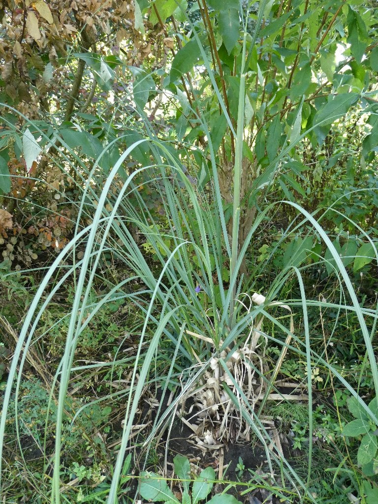 2 Pampasgras (Cortaderia), Ophalen, Volle zon, Vaste plant, Siergrassen