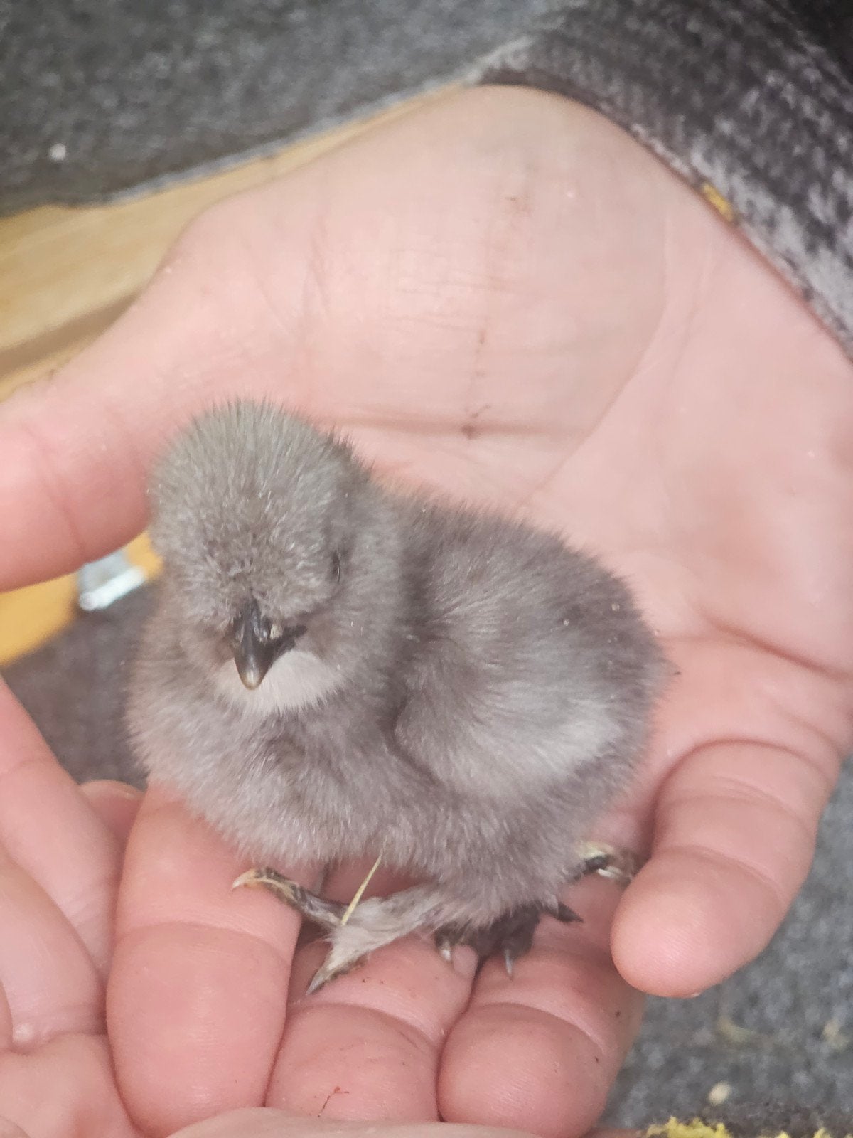 Prachtige zijdehoen kuikens te koop, Dieren en Toebehoren