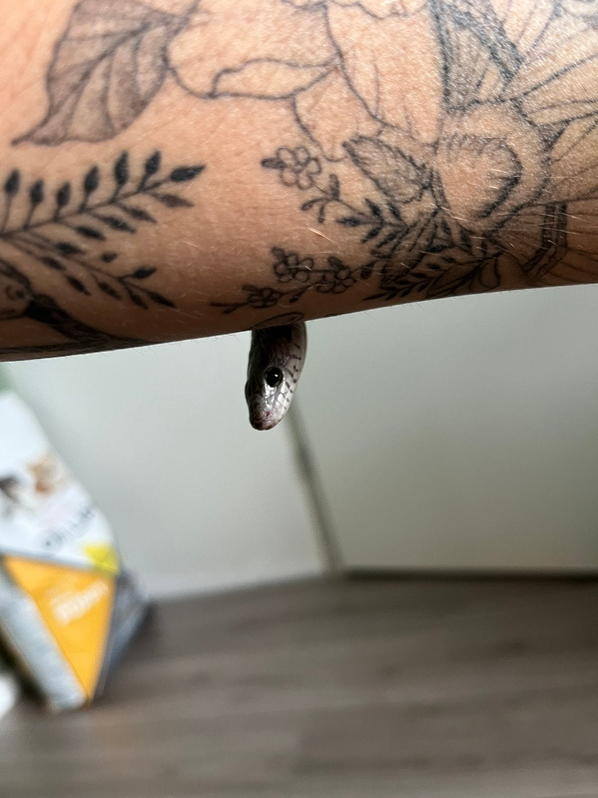 Korenslang 2 jaar Corn Snake photo 5