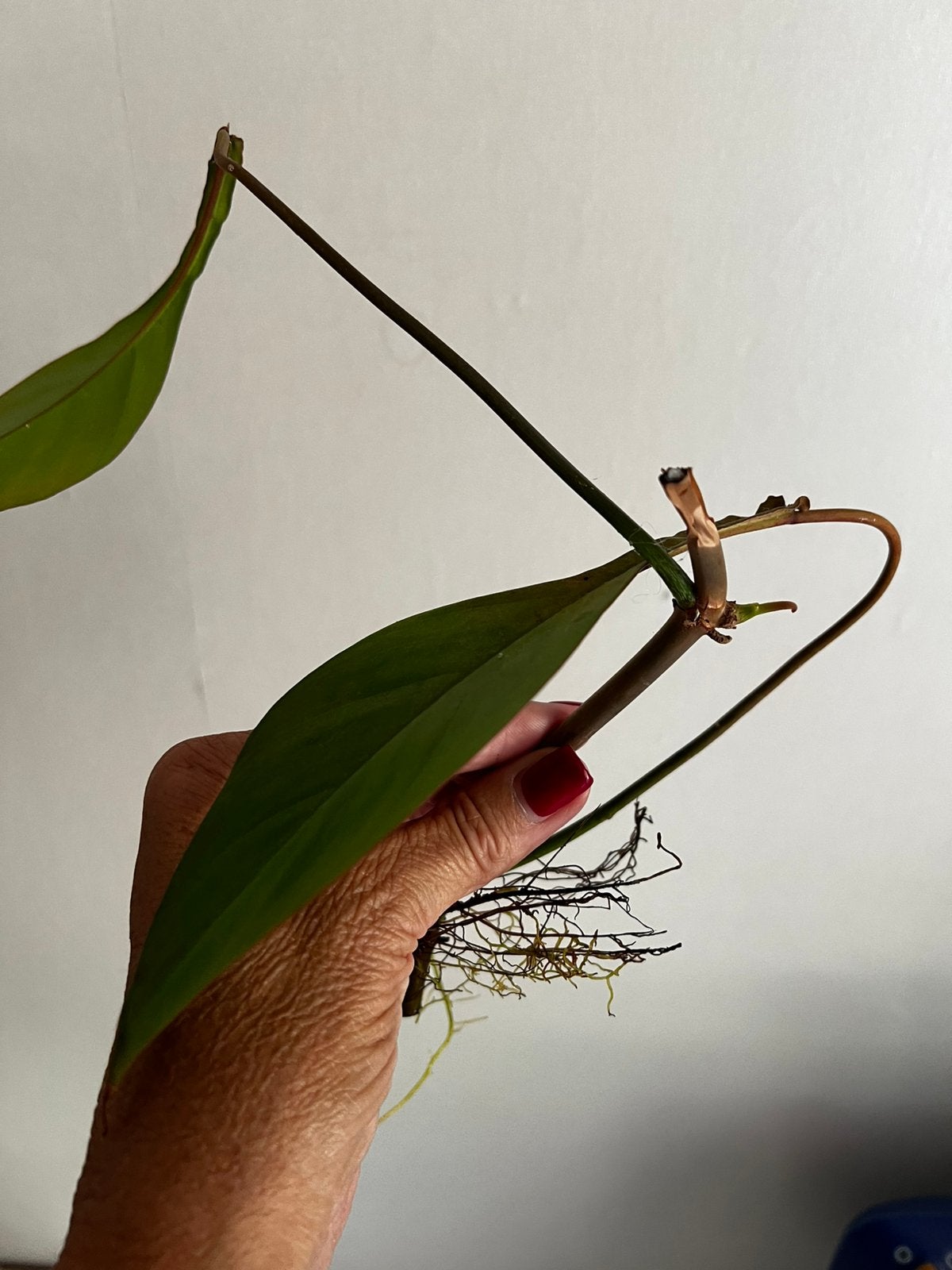 Philodendron Joepii Rare Gewortelde Stek Aroid, Ophalen of Verzenden, Overige soorten