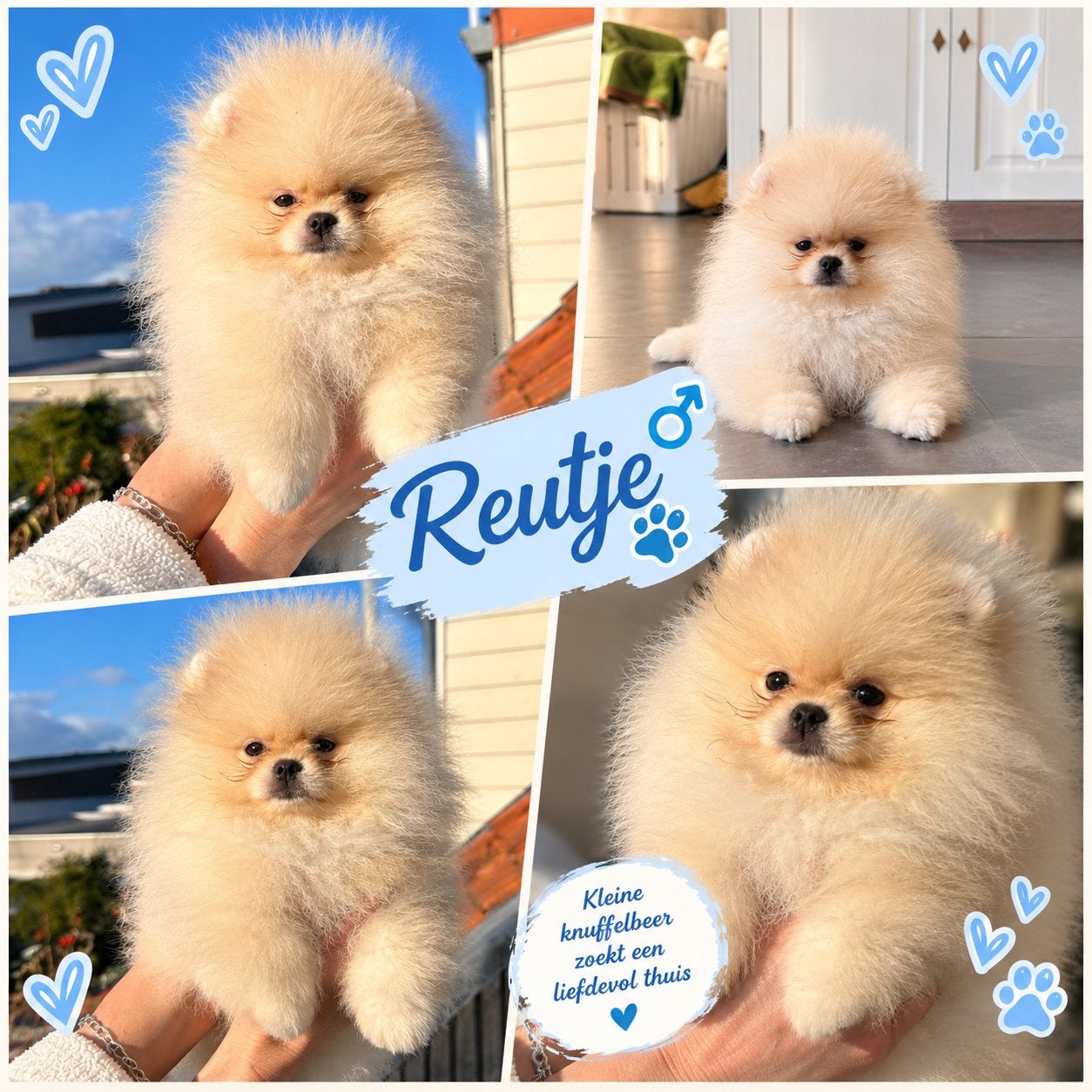 ️❤️Pomeranian️❤️, Dieren en Toebehoren, België, Particulier, Keeshond, Reu