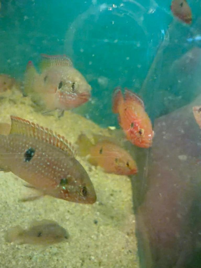 Red acara ongeveer 25 stuks, Dieren en Toebehoren, Vissen | Aquariumvissen, Vis, Zoetwatervis