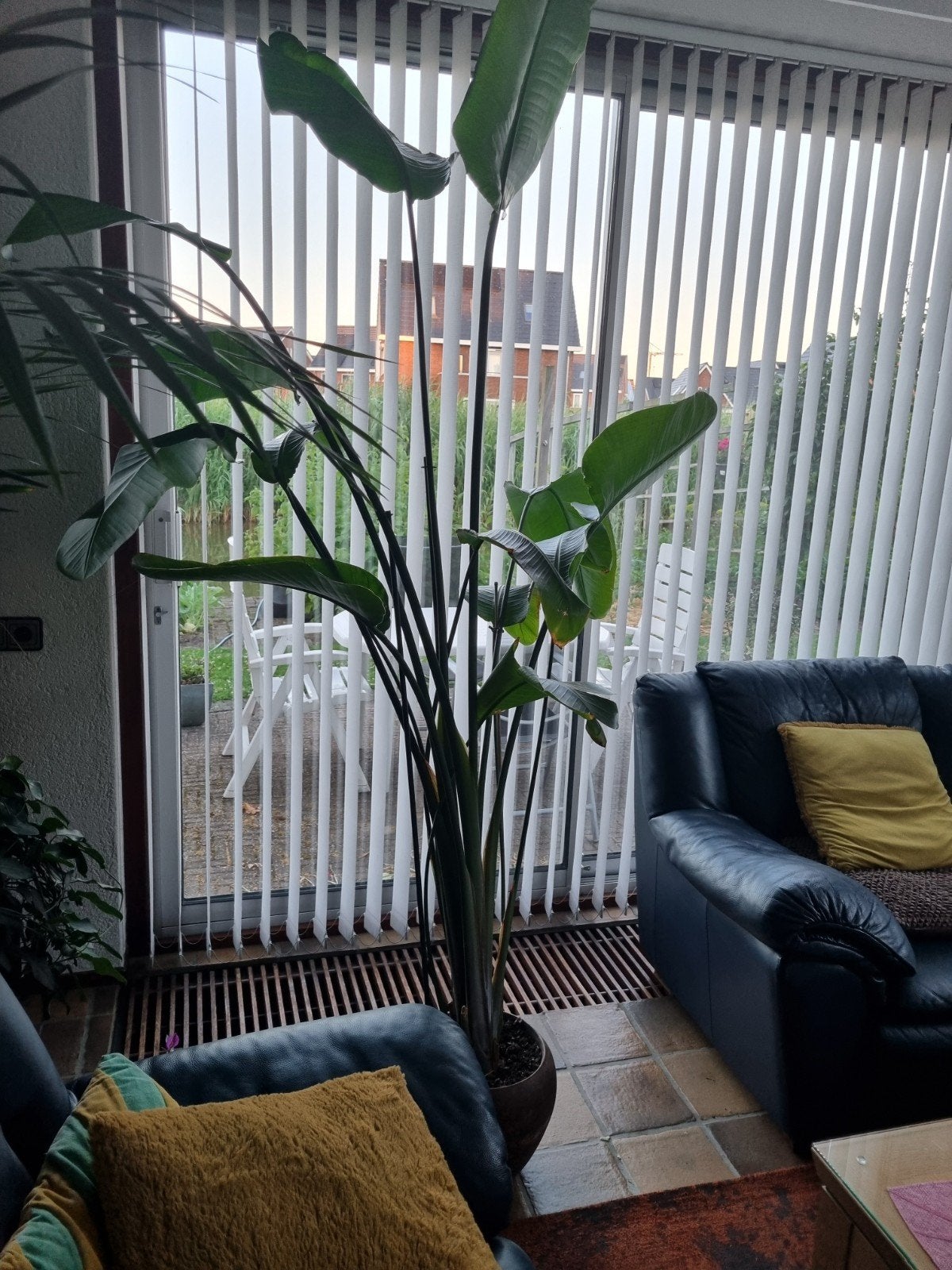 Grote Strelitzia Nicolai (Paradijsvogelplant), Ophalen, 200 cm of meer, Overige soorten, In pot