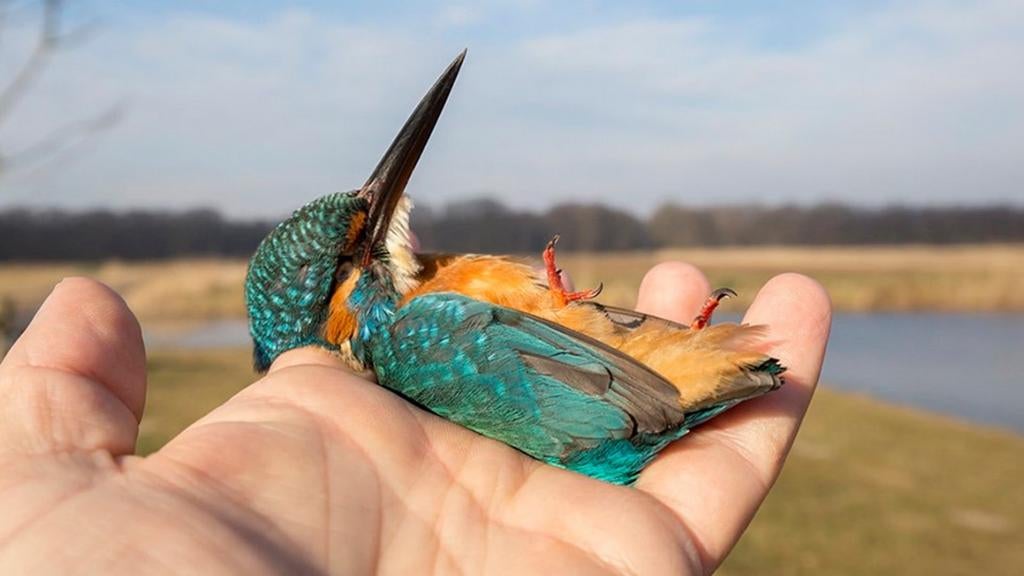Gezocht: Verkeersslachtoffers / raamvliegers voor preparatie, Verzamelen, Dierenverzamelingen, Ophalen of Verzenden