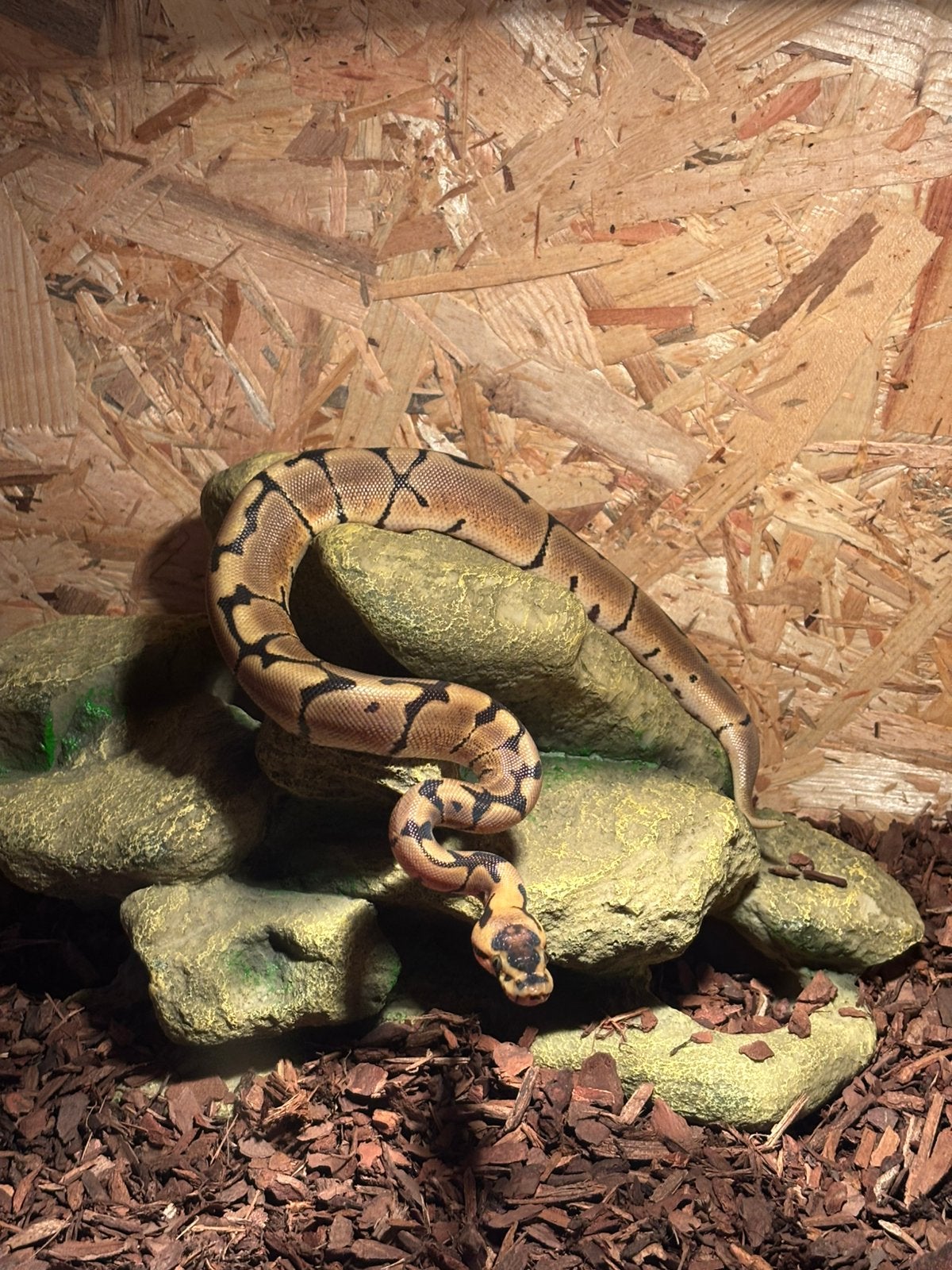 Koningspython Ball Python - unknown for sale from Jarrel Vaantjes