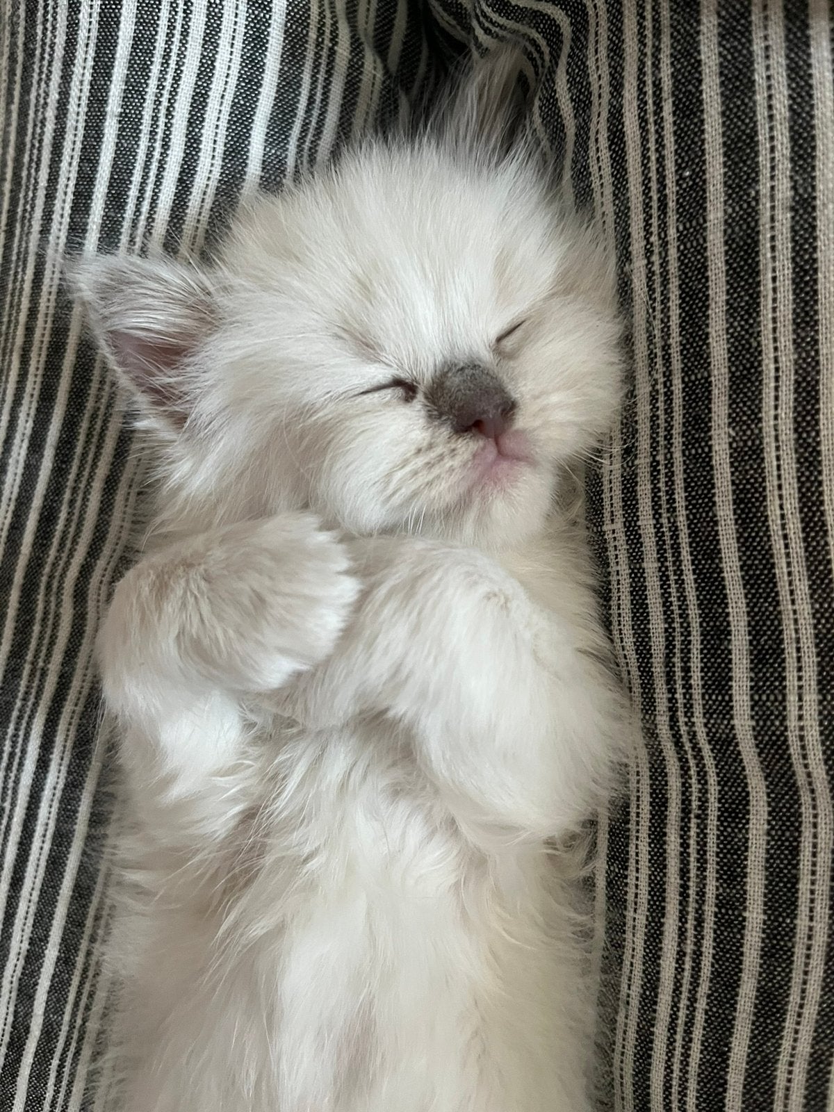 Ragdoll kitten, Poes, Ontwormd