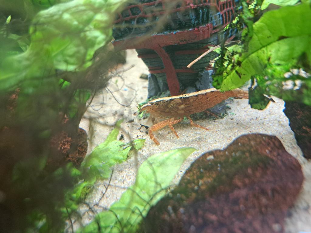 Garnaal, Kreeft, Krab of Garnaal, Zoetwatervis