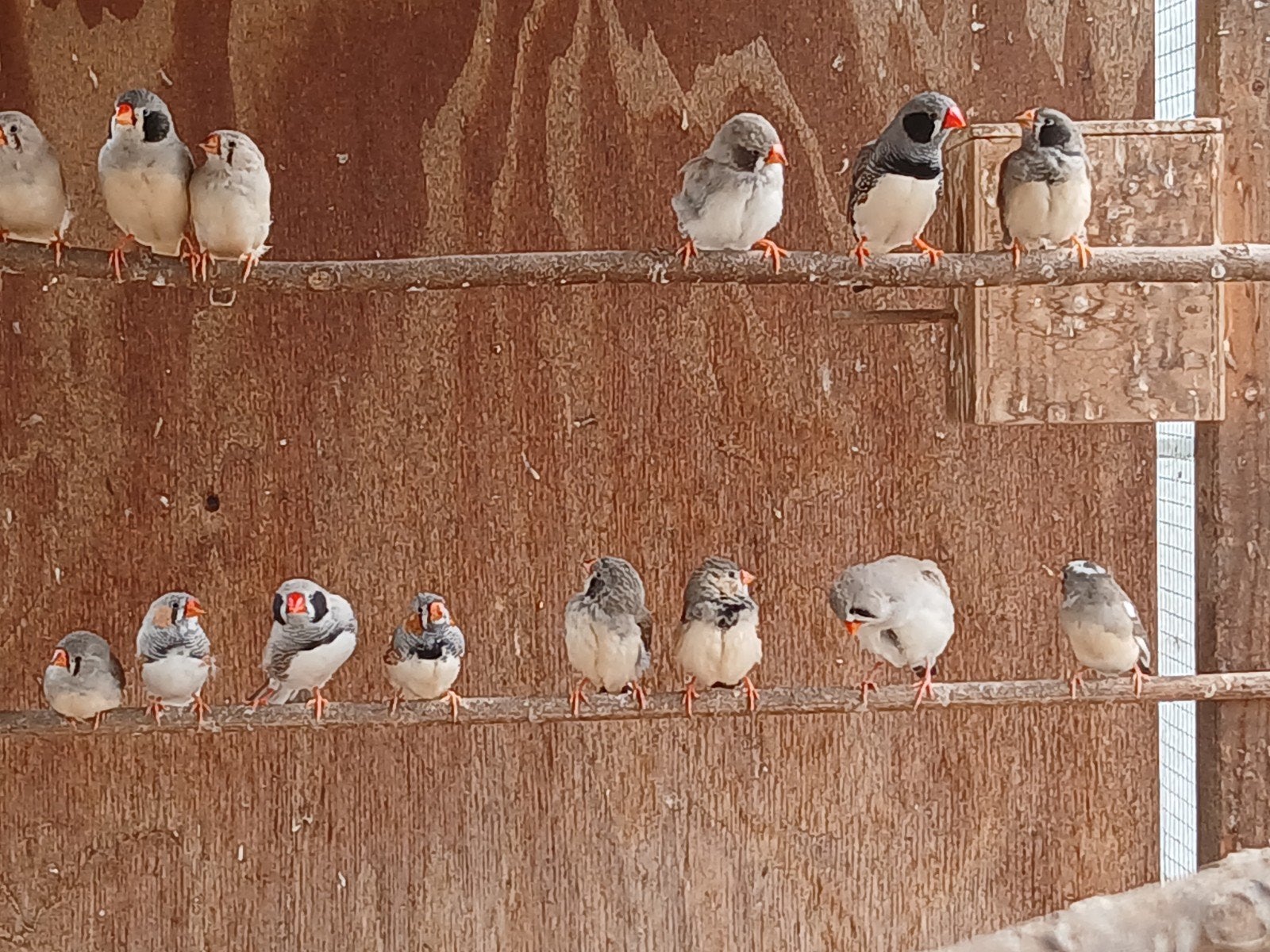 8 jonge zebravinken, Dieren en Toebehoren, Meerdere dieren, Tropenvogel
