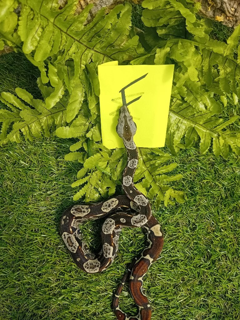 9 jonge boa constrictor imperator, Dieren en Toebehoren, Reptielen en Amfibieën, Slang, Tam, 0 tot 2 jaar