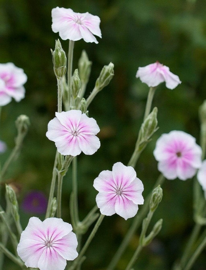 Zaden Lychnis coronaria Angel's blush, Ophalen of Verzenden, Volle zon
