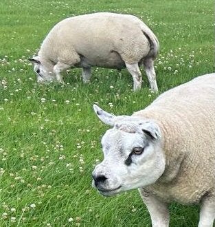 Dekrammen te koop!, Mannelijk, Schaap