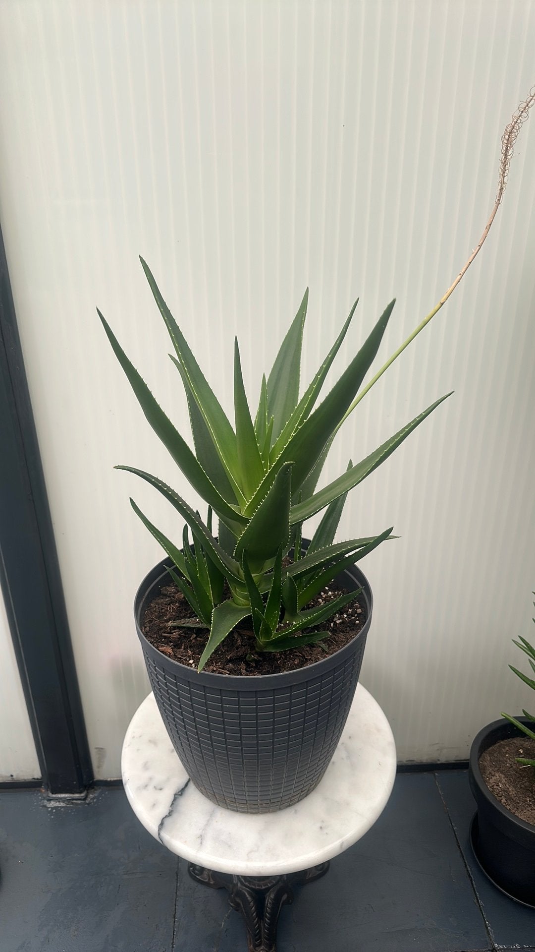 Aloe, Ophalen, Overige soorten, Volle zon