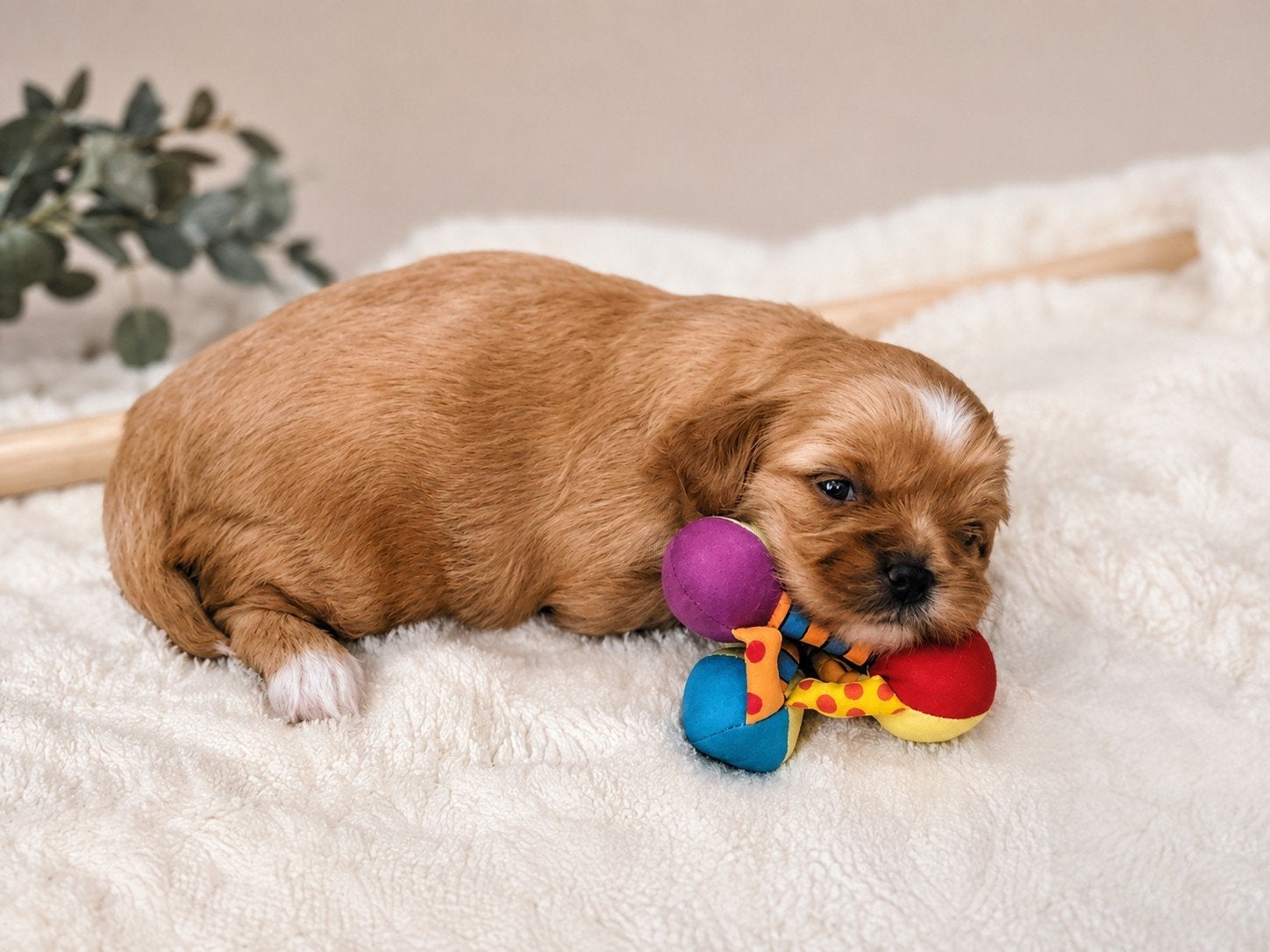 Schattige Shihpoo pup "Juulke" zoekt een liefdevol thuis!, 8 tot 15 weken, Eén hond, Nederland, Fokker | Hobbymatig