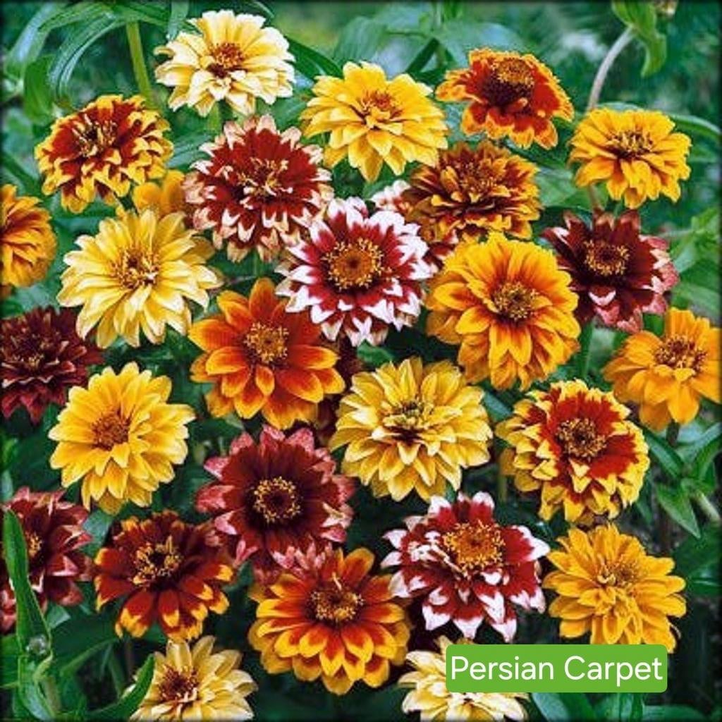 Zinnia - Persian  Carpet, Ophalen of Verzenden, Voorjaar, Volle zon, Zaad