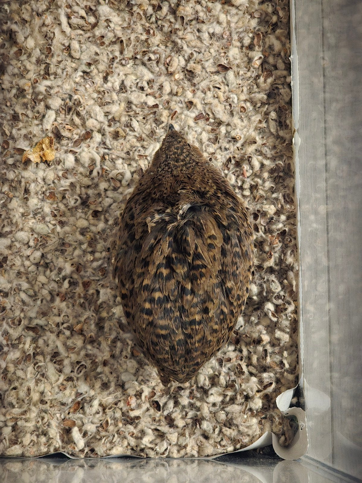 kwartel vrouwtje opzoek naar nieuwe woning met spoed, Dieren en Toebehoren, Vogels | Overige Vogels, Vrouwelijk