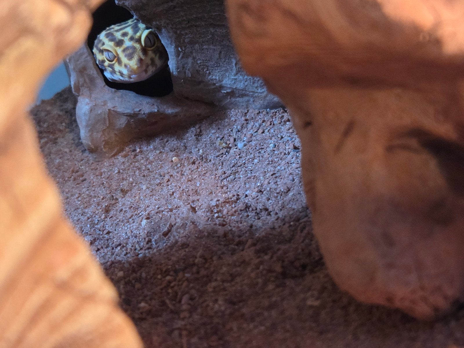 kweekgroep luipaardgekko met bak, Dieren en Toebehoren