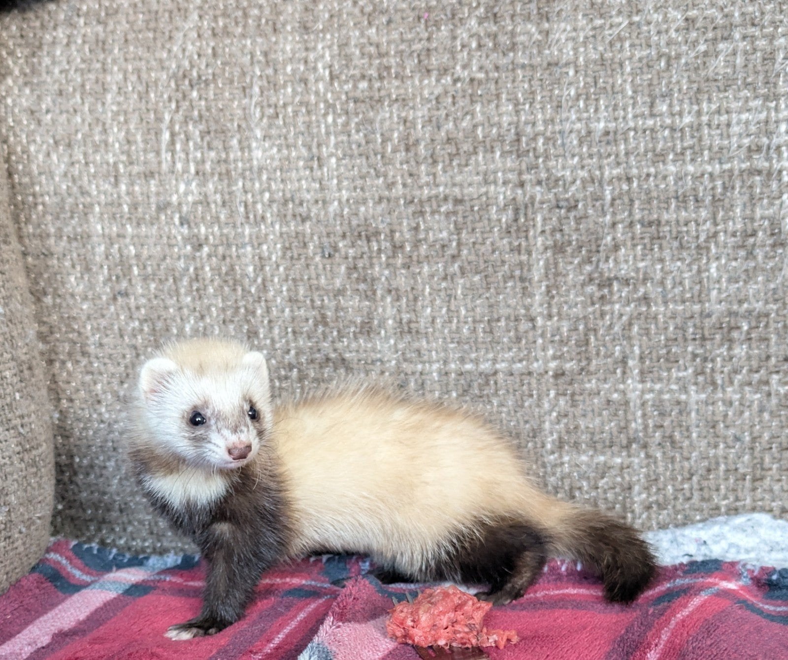 Stel mijn moertje kan gedekt worden wat kost dat dan, Dieren en Toebehoren, Mei, Mannelijk