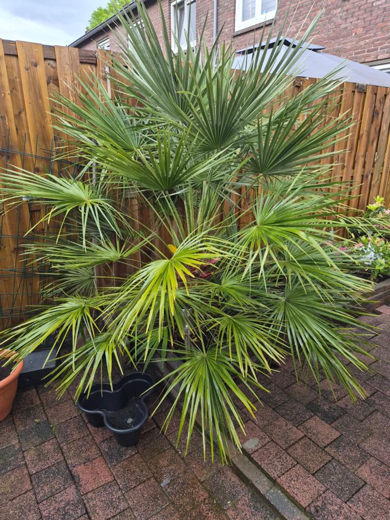 Palmboom, Tuin en Terras, Planten | Bomen, Volle zon, Ophalen of Verzenden, 100 tot 250 cm, Zomer