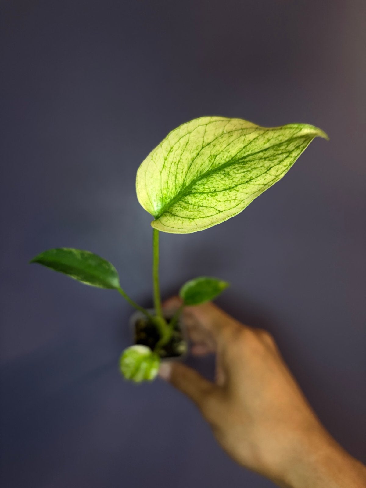 Monstera 'Mint', Tuin en Terras, Planten | Tuinplanten, Overige soorten, Vaste plant, Ophalen of Verzenden, Bloeit niet