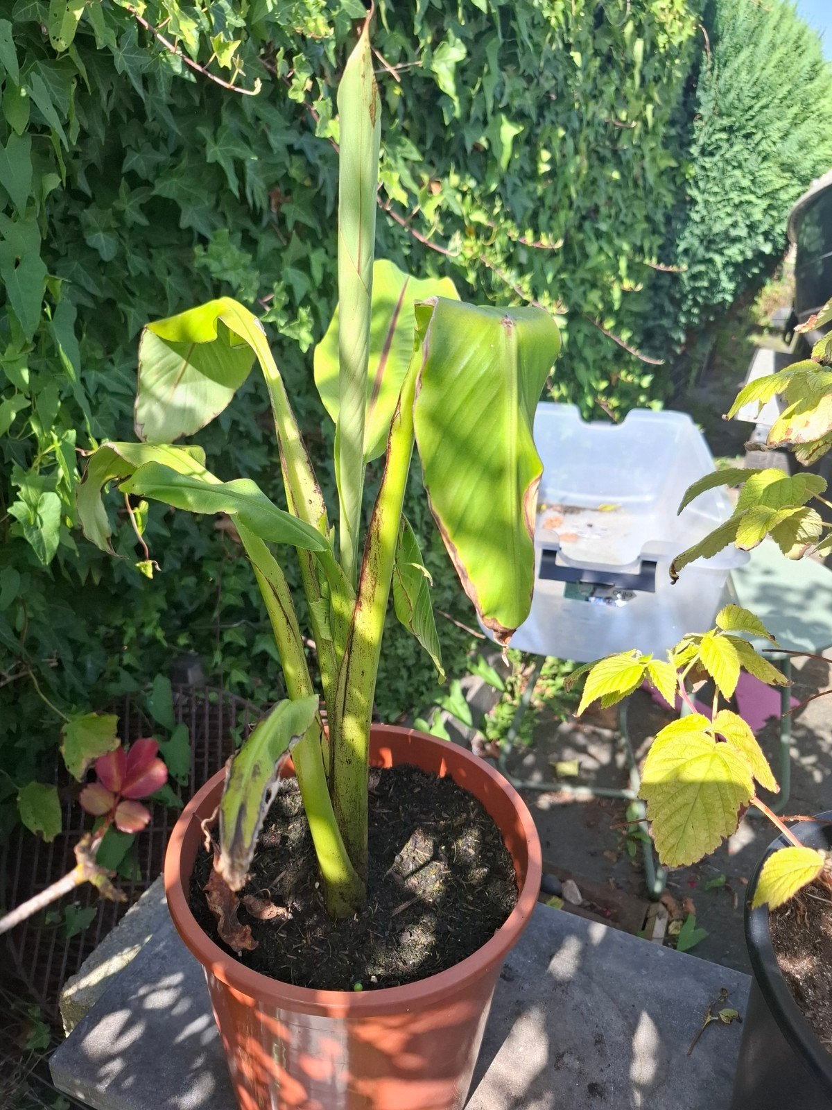 musa basjoo stek, Tuin en Terras, Ophalen, Overige soorten, Volle zon