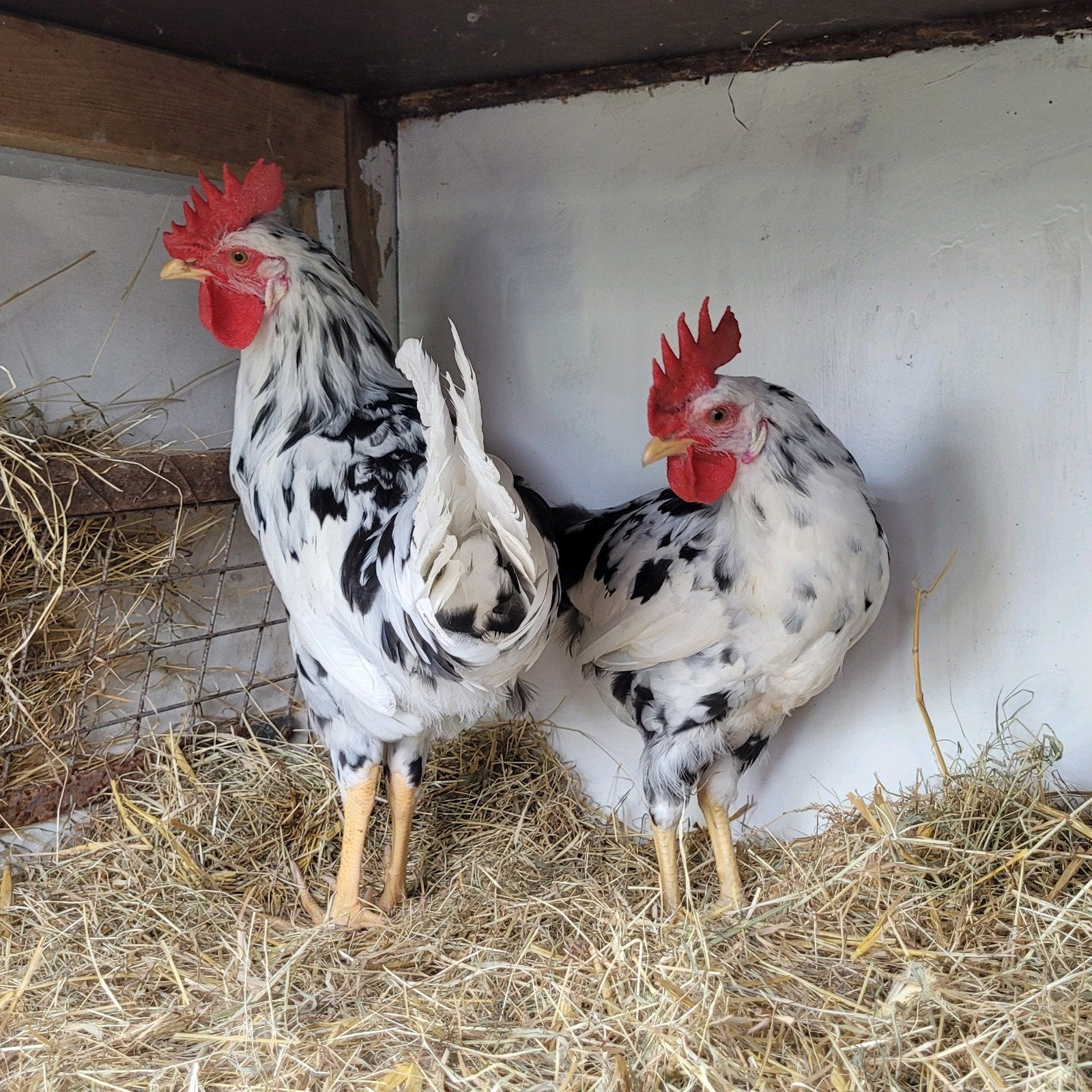 2 bonte Leghorn hanen, Dieren en Toebehoren, Pluimvee, Mannelijk, Kip