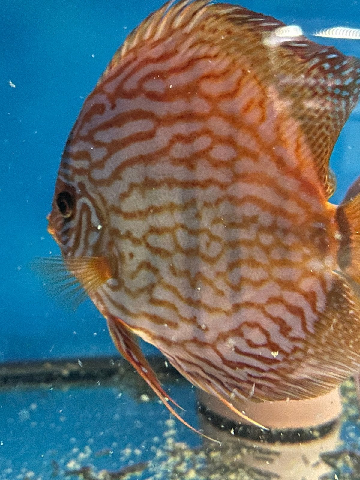 Rood turquoise discusvissen, Dieren en Toebehoren, Vis, Zoetwatervis, Schoolvis