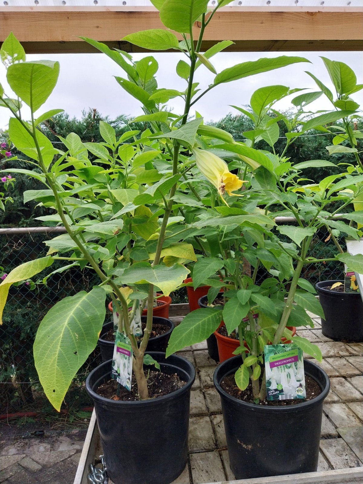 Partij Brugmansia planten - 20 stuks, Volle zon, Vaste plant, Zomer, Ophalen