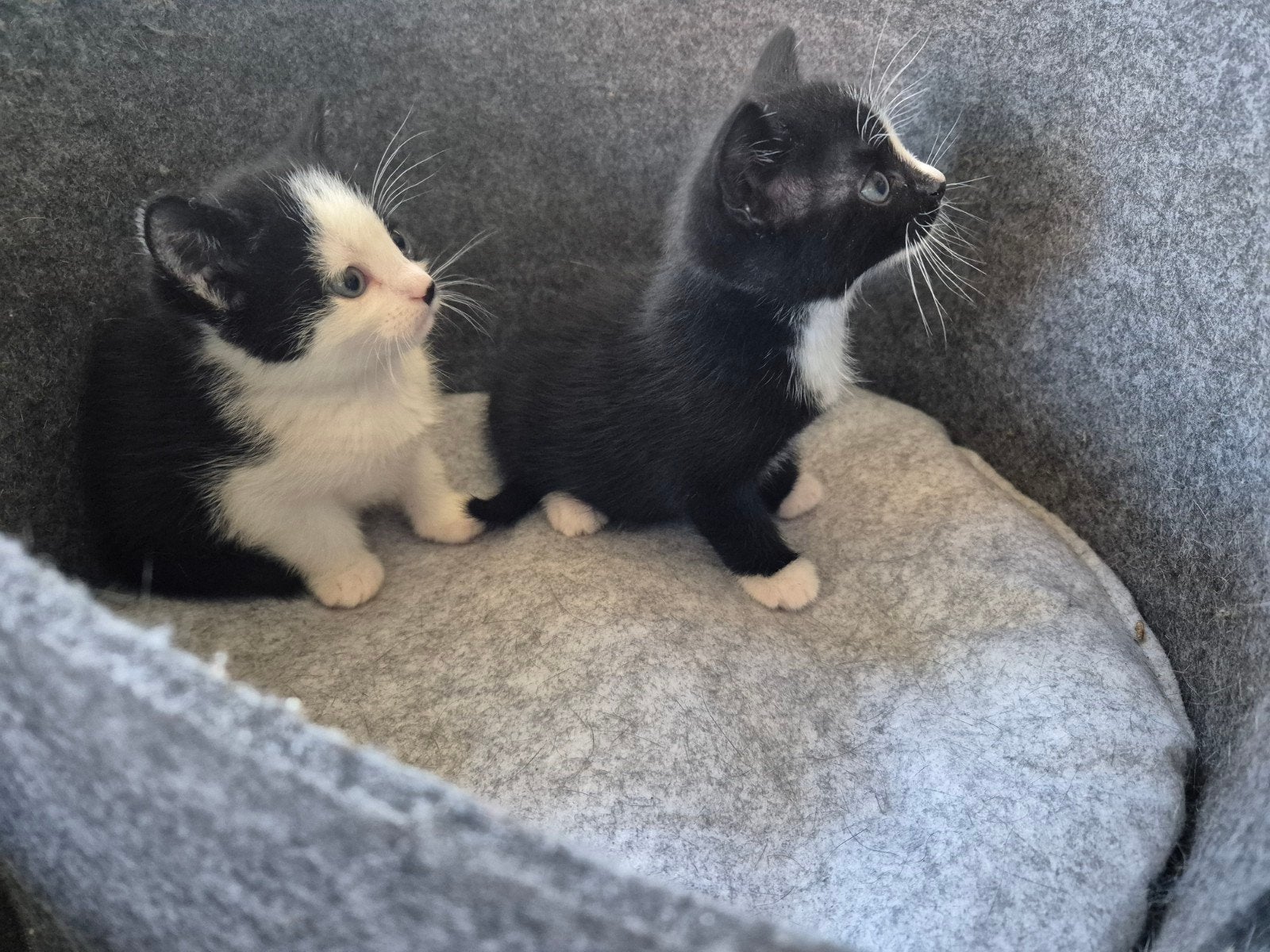 Europese korthaar kittens zwart met wit en een tijgerprint, Meerdere dieren, Ontwormd