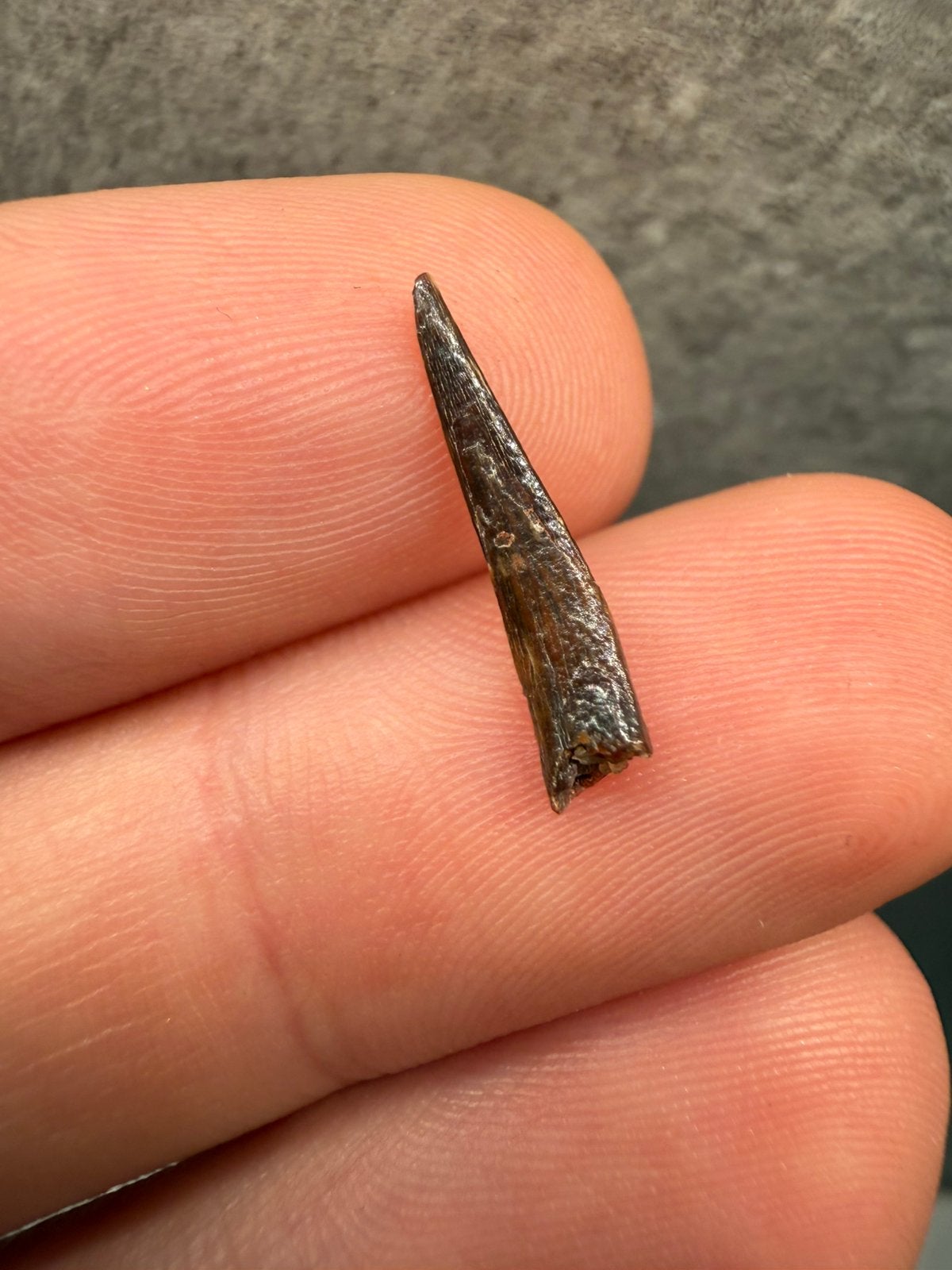 Leuke Pterosaur tand (Coloborhynchus), Ophalen of Verzenden, Fossiel