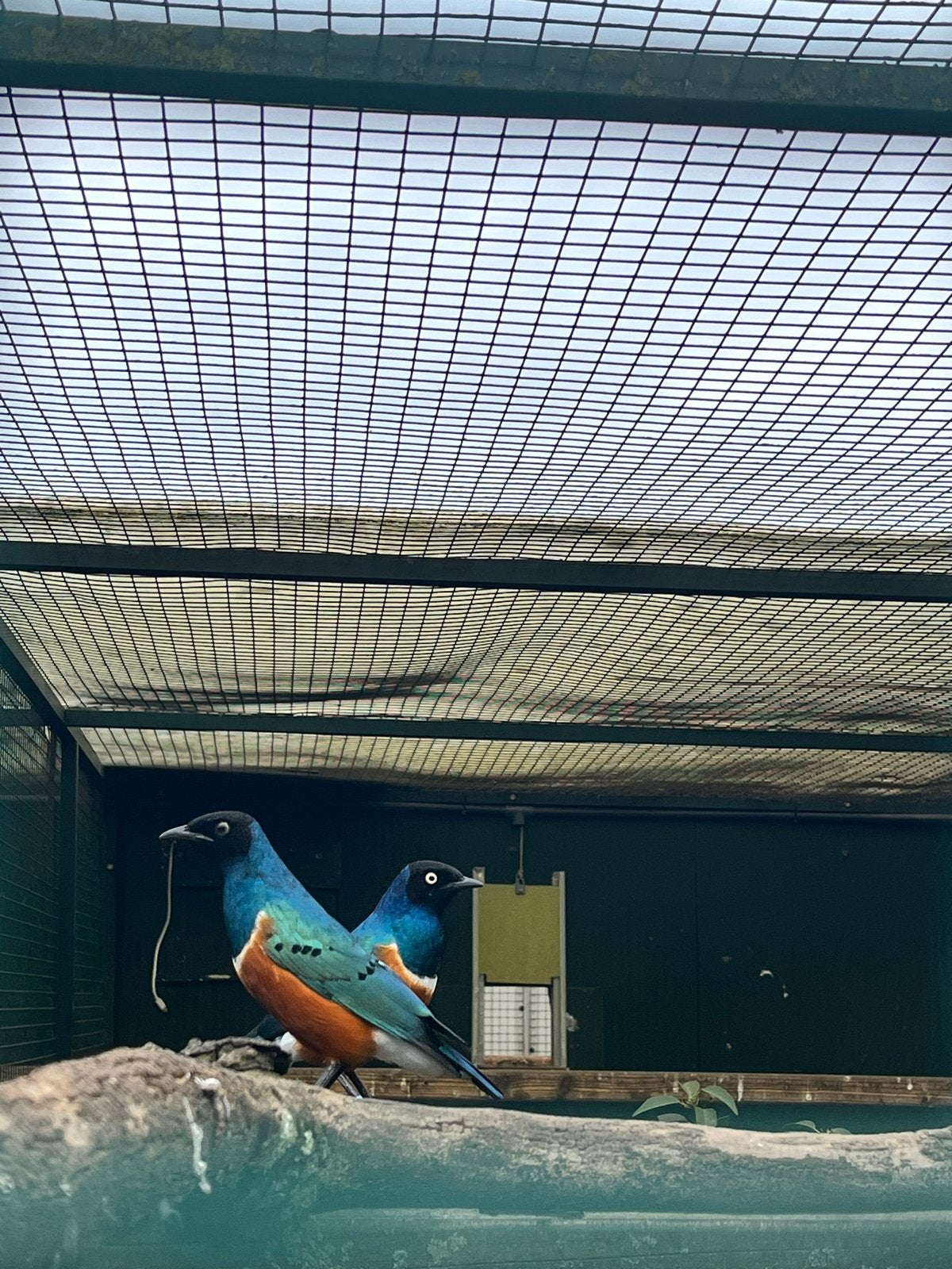 Driekleur glansspreeuw man., Dieren en Toebehoren