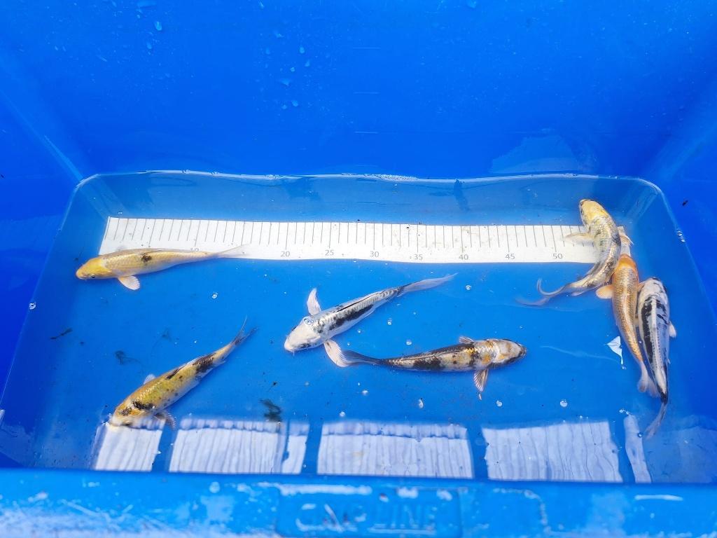 NIEUWE 1 JARIGE KOI, WEEKAANBIEDING 5 voor de prijs van 4, Karper of Koi