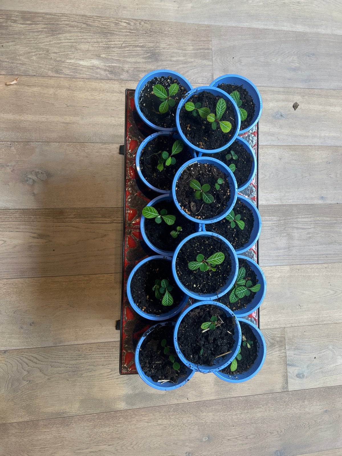 Plantjes, Ophalen of Verzenden