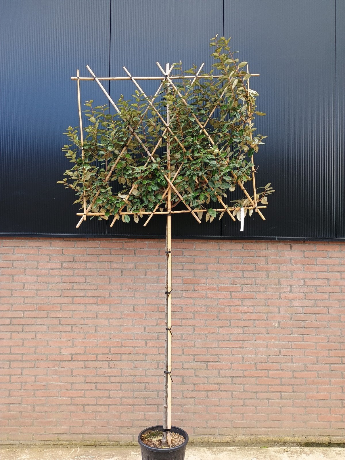 Leiboom Glansmispel 'Red Robin' - 180 cm stamhoogte, Leiboom, Lente, 100 tot 250 cm, Ophalen