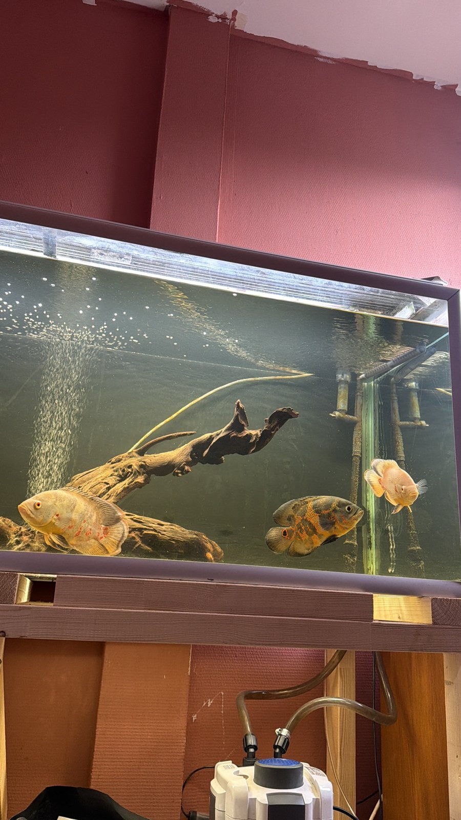 Aquarium met toebehoren, Ophalen, Zo goed als nieuw, Leeg aquarium