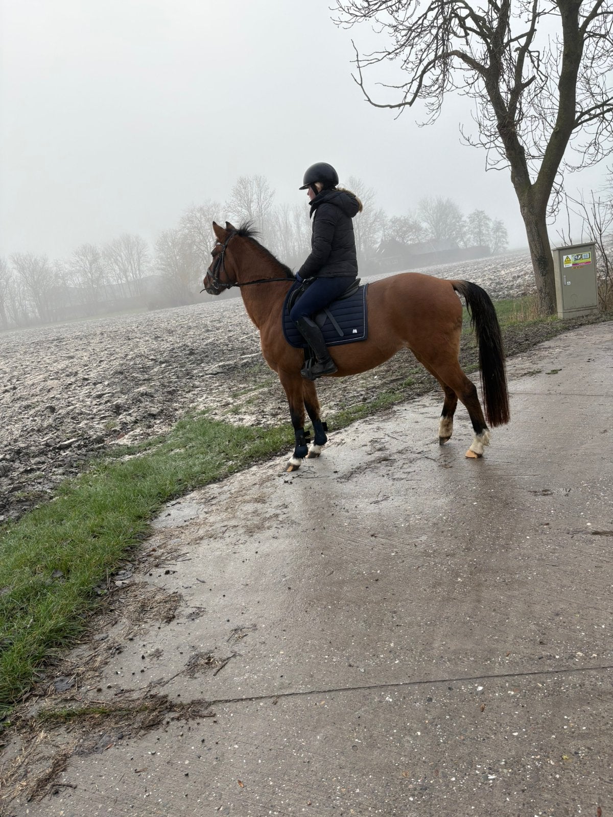 Leuke pony, Dieren en Toebehoren, Merrie, Minder dan 160 cm, Recreatiepaard, 0 tot 2 jaar