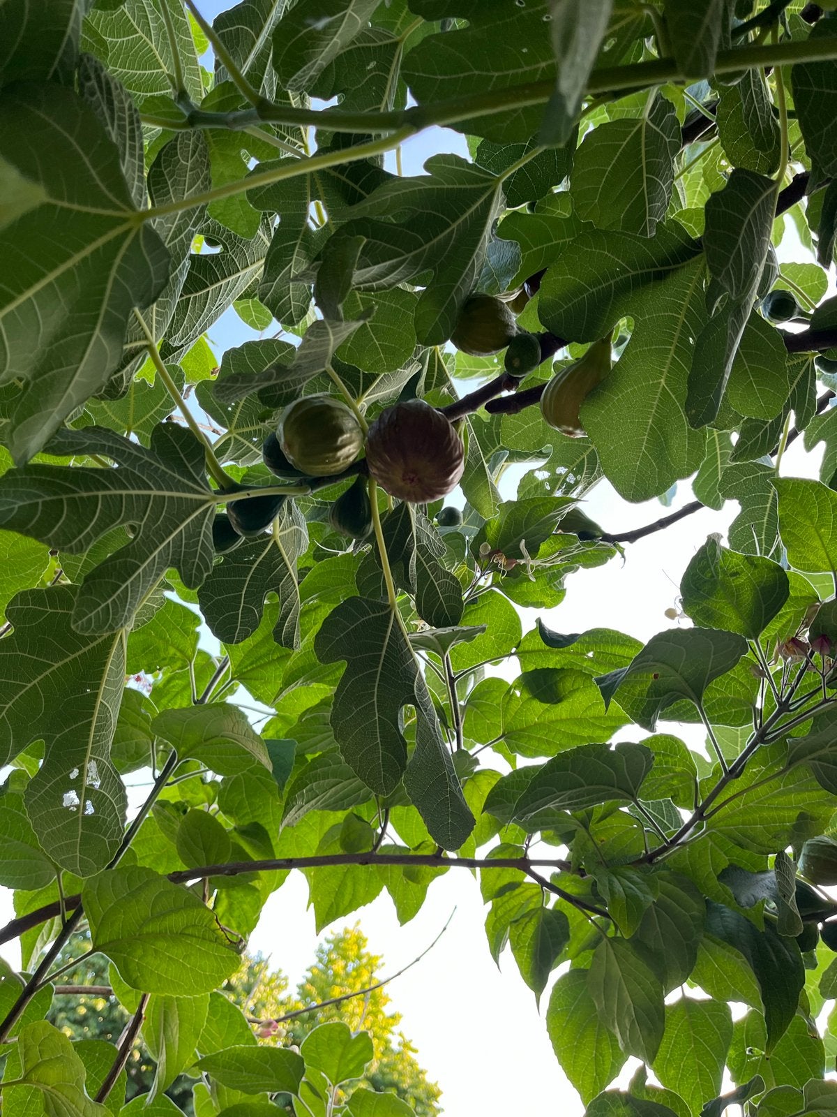Vijgenboom met vruchten 5,5 meter hoog, Ophalen, Volle zon, Vaste plant, Zomer