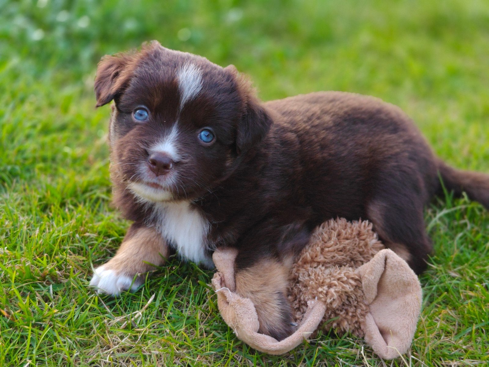 Mini American Shepherd pup (teefje), Dieren en Toebehoren, Parvo, 8 tot 15 weken, Meerdere, Meerdere dieren