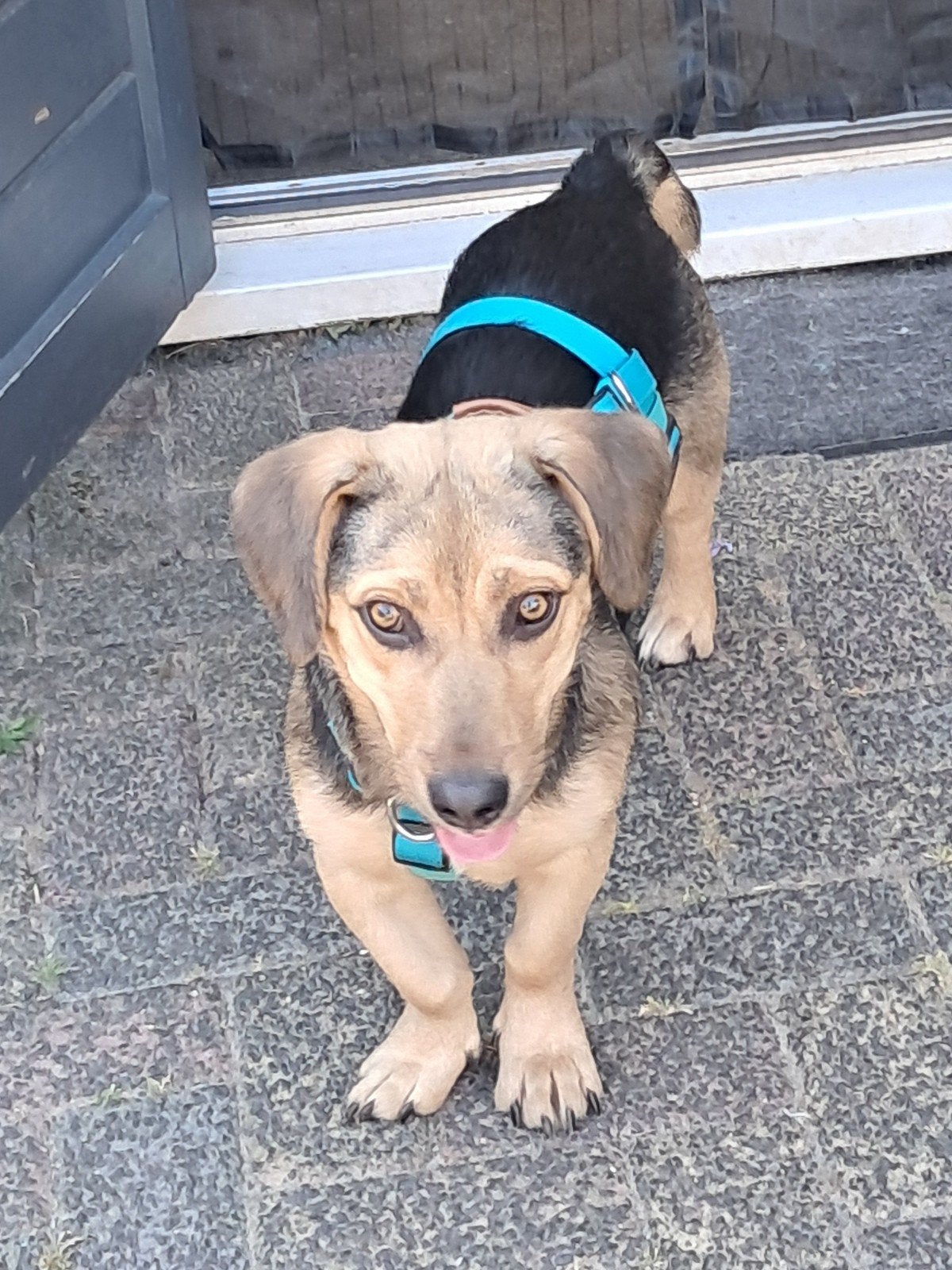 Paulina zoekt baasje, Dieren en Toebehoren, Honden | Niet-rashonden, Particulier, 1 tot 2 jaar, Buitenland, Teef
