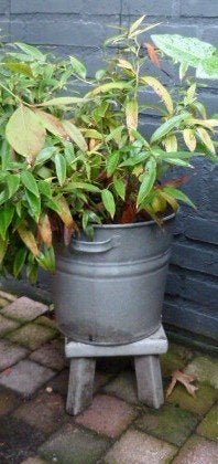 zinken bak met vaste plant, Ophalen, Gebruikt, Minder dan 30 cm, Minder dan 60 cm