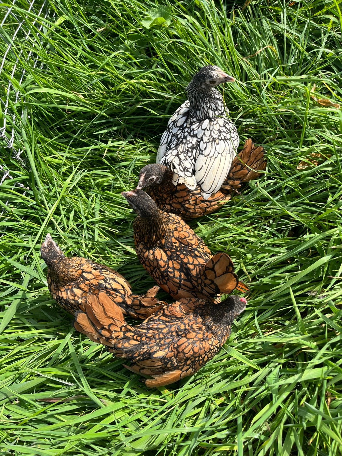 Mooie sebright kippen 5 hebben en een haan, Meerdere dieren, Kip