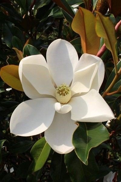 Magnolia grandiflora Goliath / mooie volle struiken ‼️‼️, Zomer, 400 cm of meer, Ophalen, Volle zon