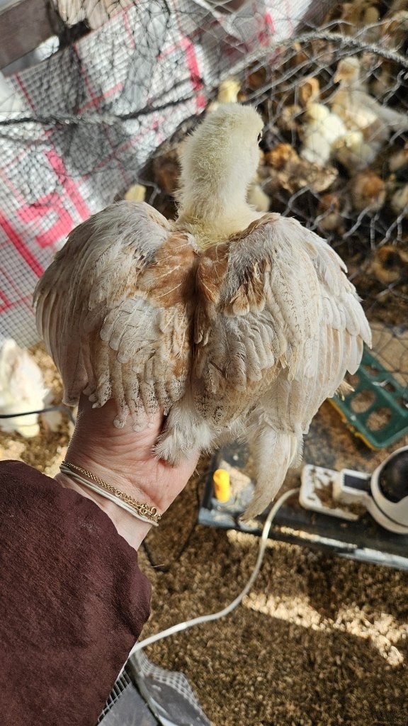 Brahma kippen 3/4 maanden oud!, Dieren en Toebehoren, Pluimvee, Vrouwelijk, Kip