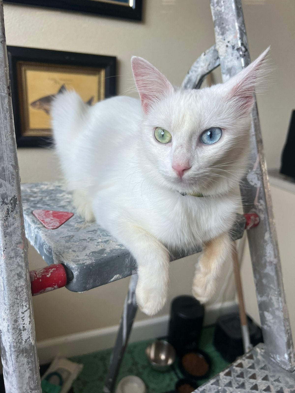 Lieve angora katten ter adoptie, Poes, Gechipt