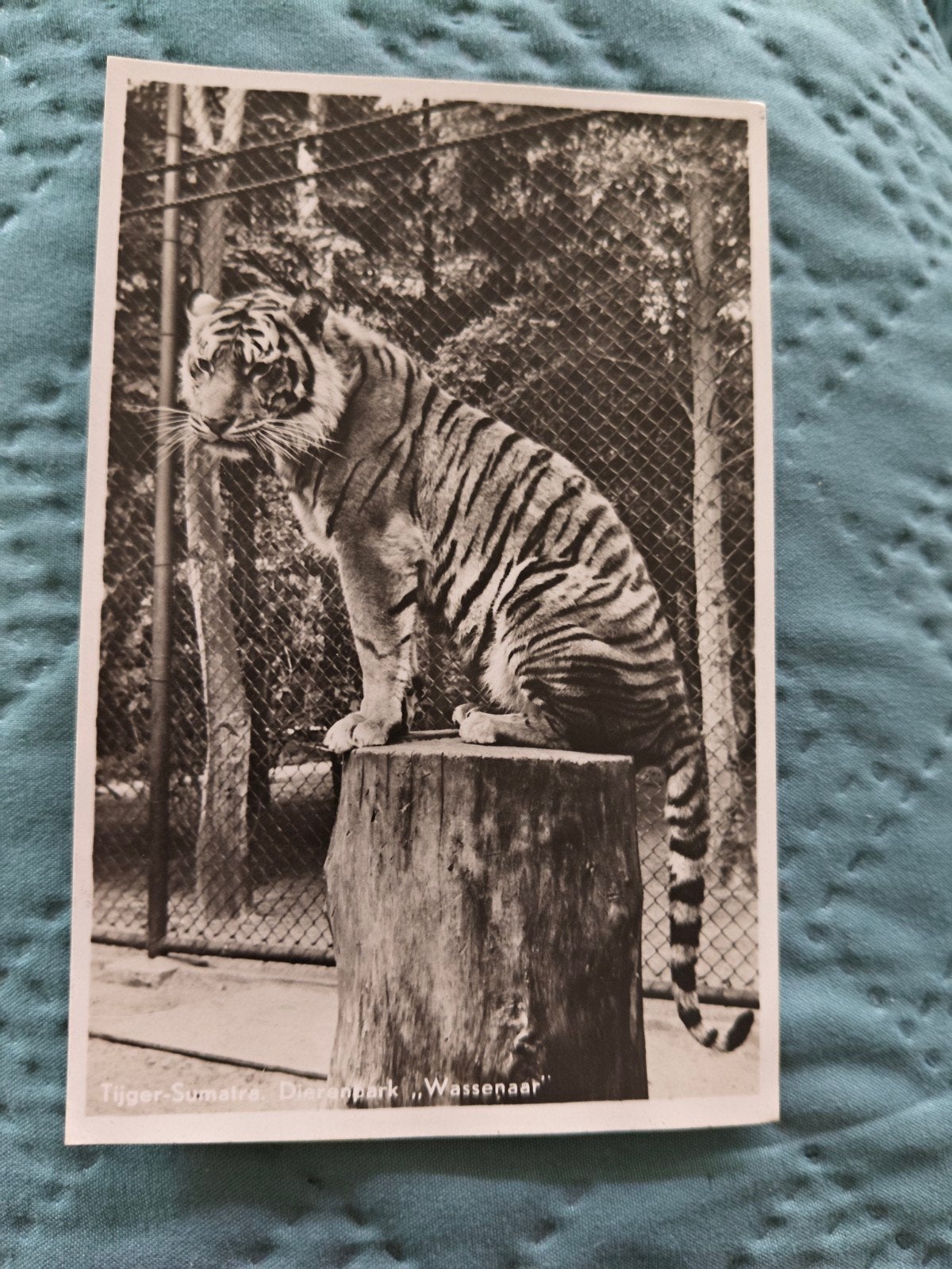 Oude Ansichtkaart Tijger-Sumatra Dierenpark Wassenaar, Ophalen of Verzenden, 1940 tot 1960, Gelopen, Wild dier
