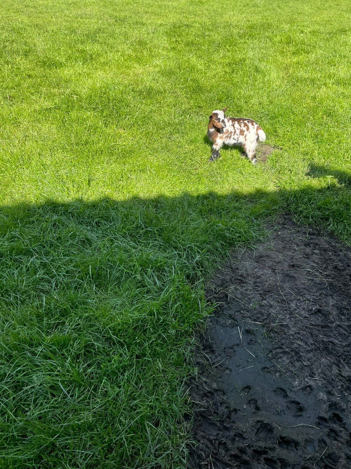 Dwerggeit, Dieren en Toebehoren, Vrouwelijk, Geit