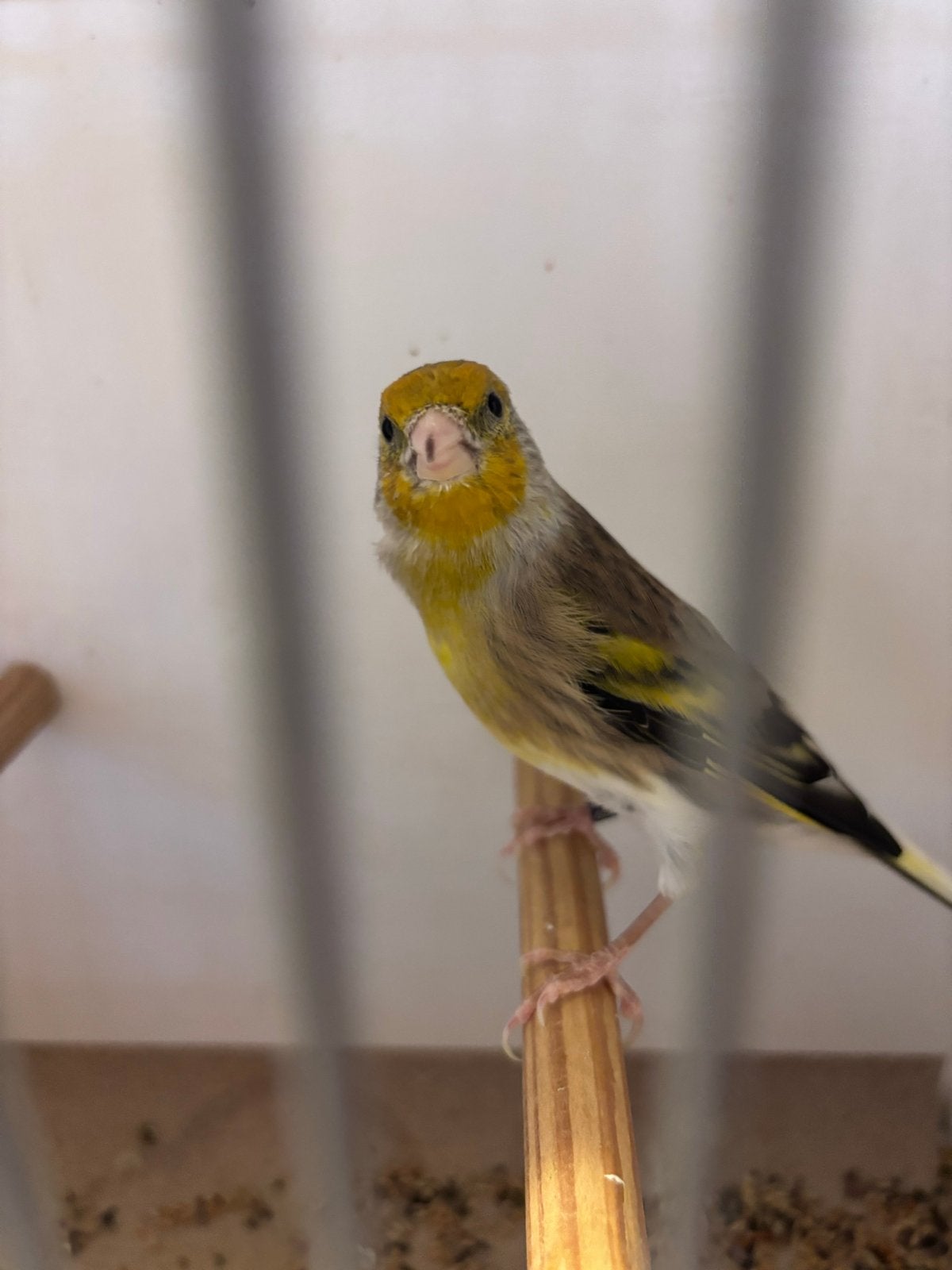 Kanarieman x putter, Dieren en Toebehoren, Mannelijk, Bastaard